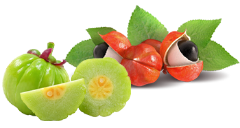 Guarana et Garcinia Cambogia