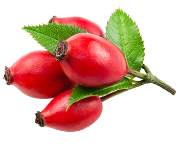 Rose musquée