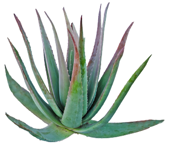 Poudre d'agave