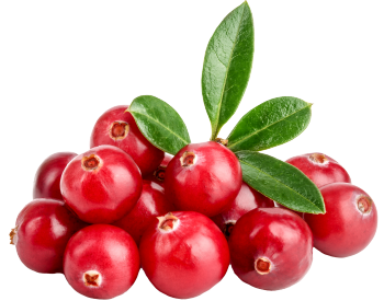 Canneberges