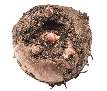 Glucomannane