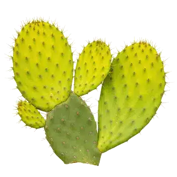 Extrait de tige de cactus (nopal) 10:1