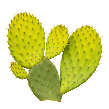 Extrait de tige de figue de Barbarie (nopal) 10:1