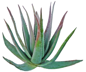 sirop d'agave