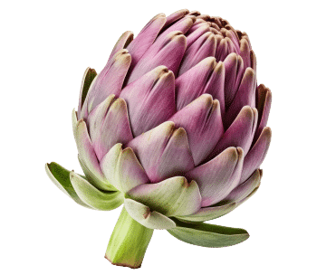 Extrait d'artichaut